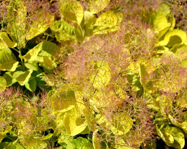 Cotinus coggygria 'Golden Lady'