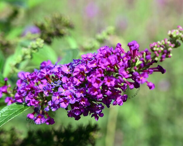 Buddleja davidii 'Purple Chip'