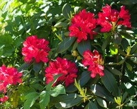 Rhododendron 'Wilgen's Ruby'