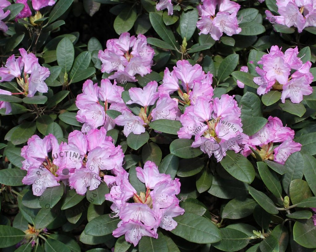 Rhododendron yakushimanum 'Caroline Allbrook'