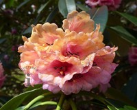 Rhododendron 'Virginia Richards'