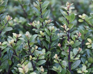 Ilex crenata 'Dark Green' - bolvorm