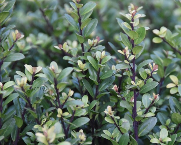 Ilex crenata 'Dark Green' - bolvorm