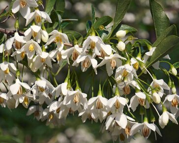 Styrax japonicus 'Snowcone'