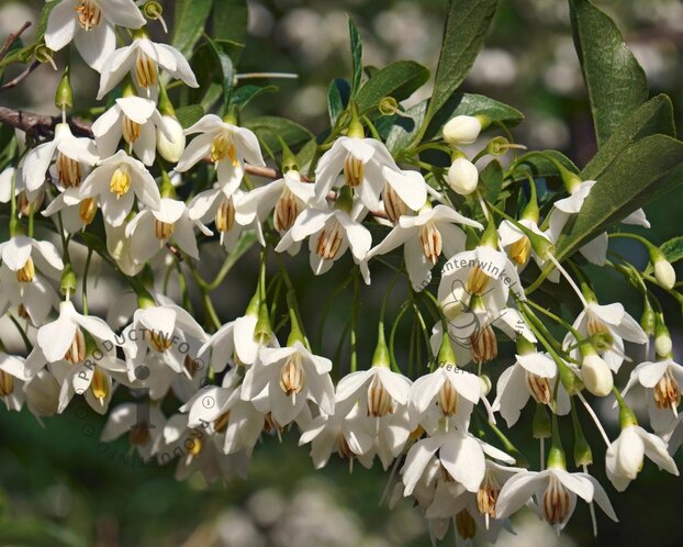 Styrax japonicus 'Snowcone'