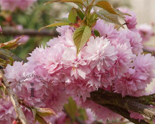 Prunus serrulata 'Kiku-Shidare-Zakura' - 200 cm stam