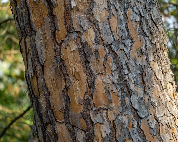 Pinus Pinea - hoogstam