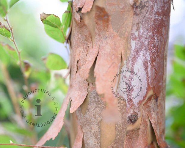 Stewartia pseudocamellia - beveerd