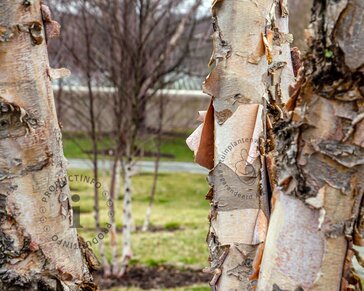 Betula papyrifera - meerstammig