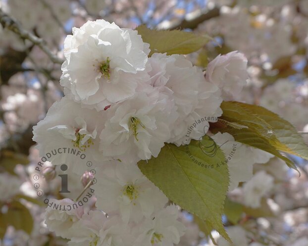 Prunus serrulata 'Fugenzo' - meerstammig