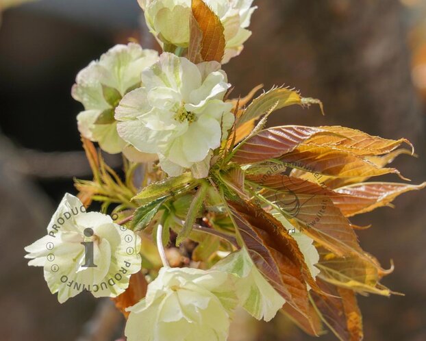 Prunus serrulata 'Ukon' - meerstammig