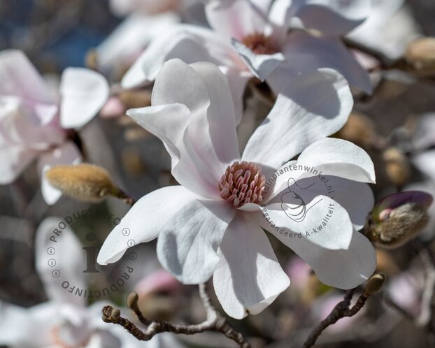 Magnolia loebneri 'Merrill' - beveerd