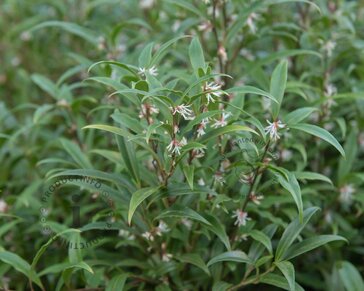 Sarcococca hookeriana var digyna 'Purple Stem'