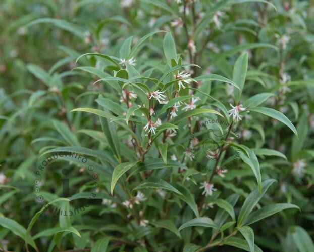 Sarcococca hookeriana var digyna 'Purple Stem'