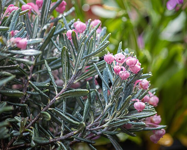 Andromeda polifolia 'Blue Ice'
