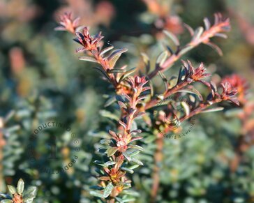 Podocarpus lawrencii 'Red Tip'