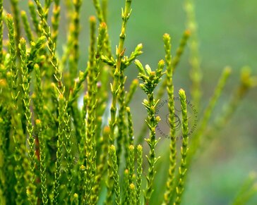 Platycladus orientalis 'Franky Boy'