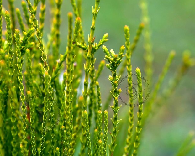 Platycladus orientalis 'Franky Boy'