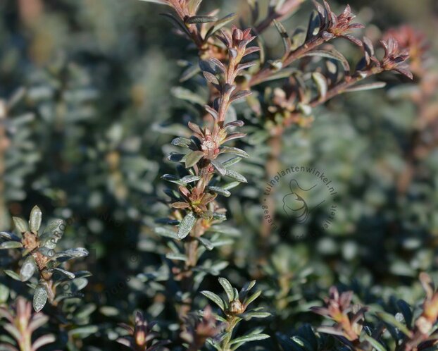 Podocarpus alpinus 'Chocolate Box