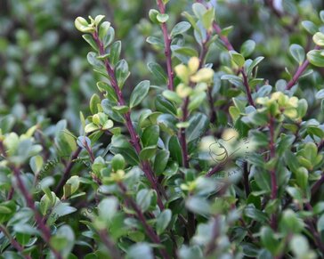Ilex crenata 'Glory Gem' - bolvorm
