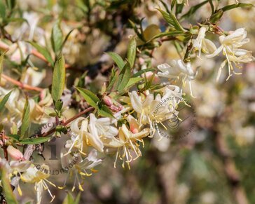 Lonicera fragrantissima