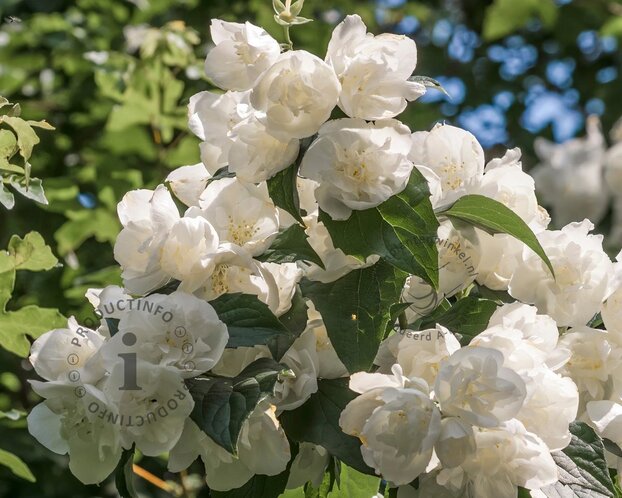 Philadelphus 'Bouquet Blanc'