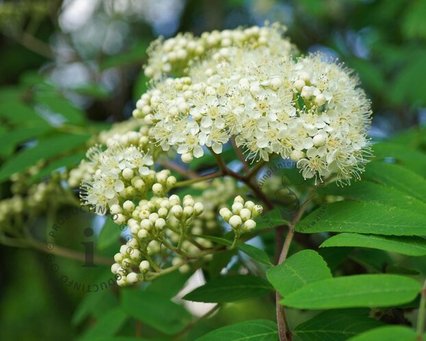 Sorbus aucuparia var edulis - hoogstam