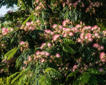 Albizia julibrissin 'Tropical Dream' - hoogstam