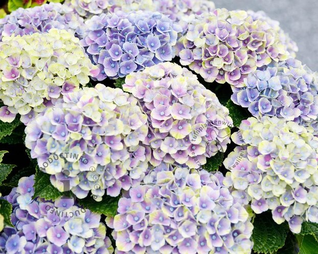 Hydrangea macrophylla 'Magical Amethyst' - blauw