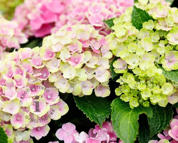 Hydrangea macrophylla 'Magical Amethyst' - roze