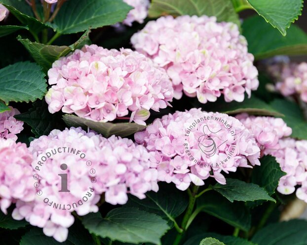 Hydrangea macrophylla 'Magical Revolution' - roze