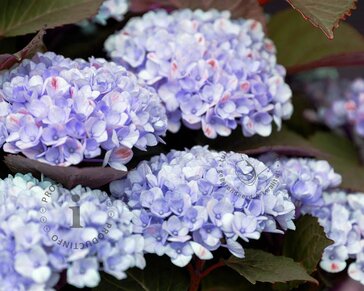 Hydrangea macrophylla 'Magical Revolution' - blauw