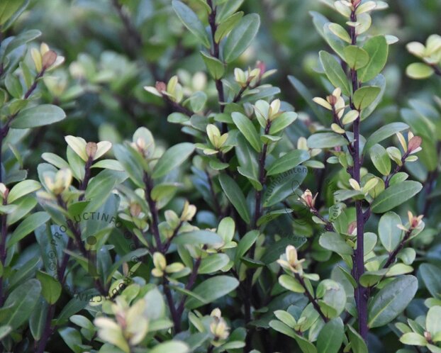 Ilex crenata 'Dark Green' - kegelvorm
