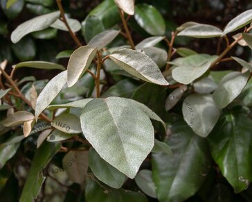 Elaeagnus ebbingei - bolvorm