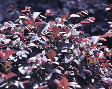 Loropetalum chinense - bolvorm