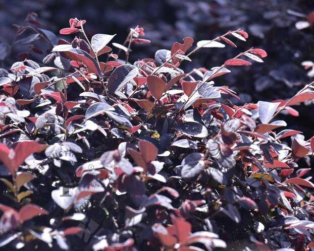 Loropetalum chinense - bolvorm
