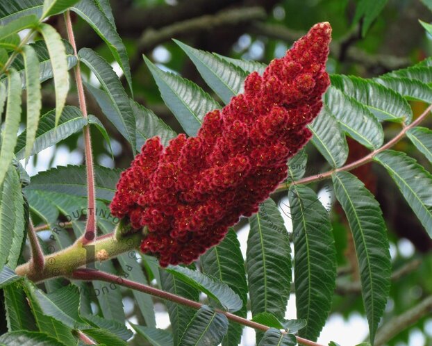 Rhus typhina - hoogstam