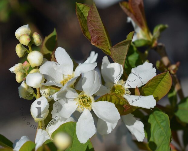 Exochorda serratifolia 'Snow White' - hoogstam