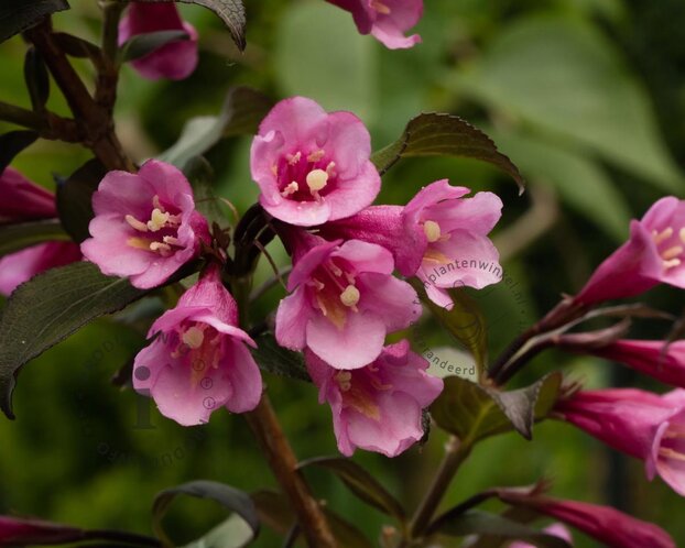 Kalmia latifolia 'Elf'