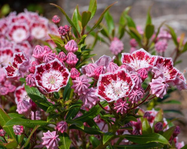Kalmia latifolia 'Kaleidoskop'