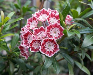 Kalmia latifolia 'Ginkona'