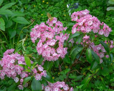 Kalmia latifolia 'Mayland'