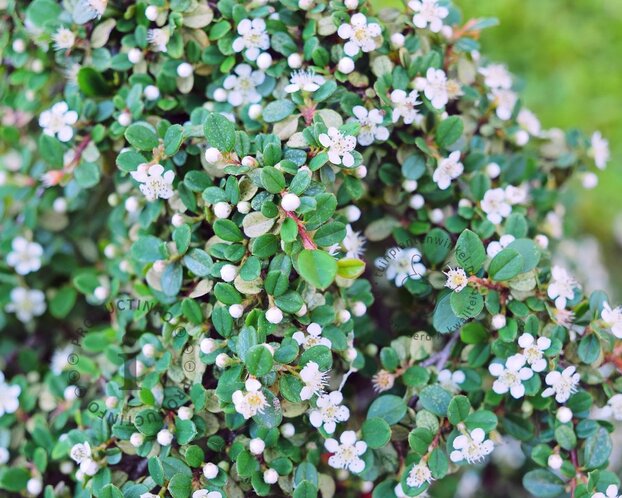 Cotoneaster procumbens 'Streibs Findling'