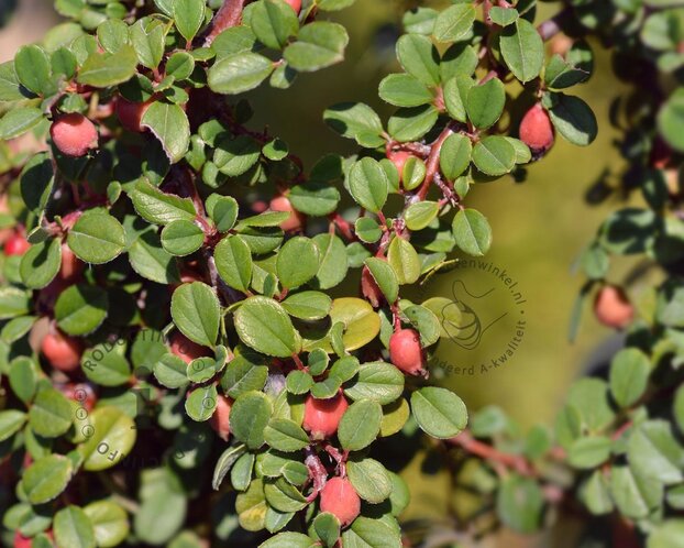 Cotoneaster procumbens 'Streibs Findling'