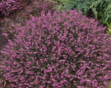 Erica darleyensis 'Kramers Rote'