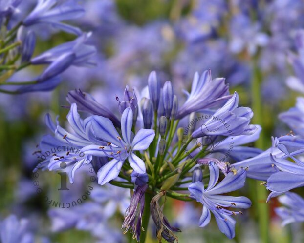 Agapanthus 'Sunfield'