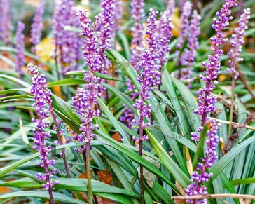 Liriope muscari 'Lilac Wonder'