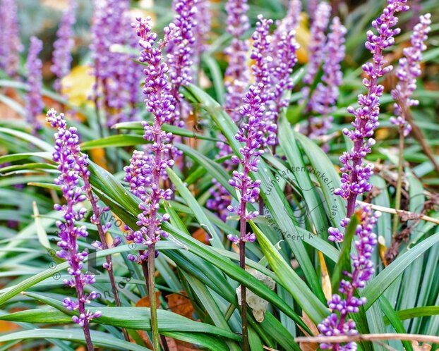 Liriope muscari 'Lilac Wonder'