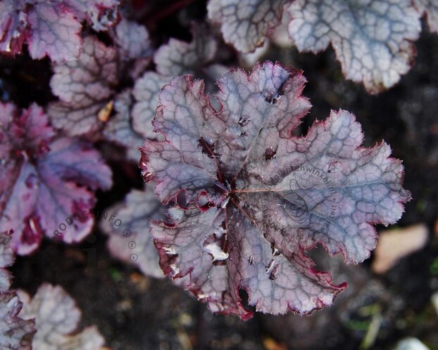 Heuchera 'Plum Pudding'