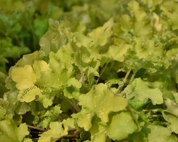 Heuchera 'Lime Marmalade'